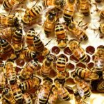 bees-lots-600x